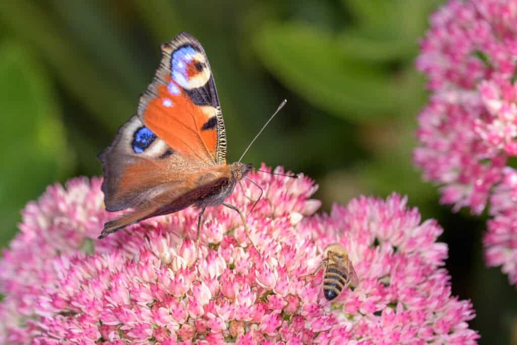 Ein-Schmetterling-und-eine-Biene-auf-pinken-Blueten