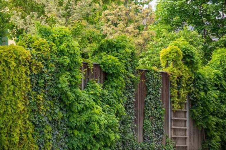 Holzwand-mit-dichter-gruener-Kletterpflanzen-Bewachsung
