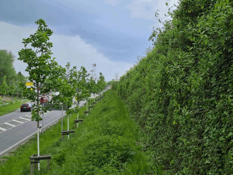 Laermschutzwand-begruent-an-Strasse