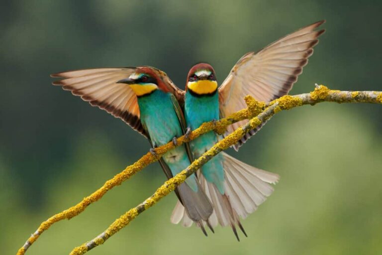 Zwei-farbenfrohe-Voegel-sitzen-auf-einem-moosbewachsenen-Ast