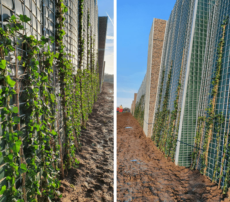 Seitenansicht-einer-bepflanzten-Laermschutzwand-neben-schlammigen-Bauweg