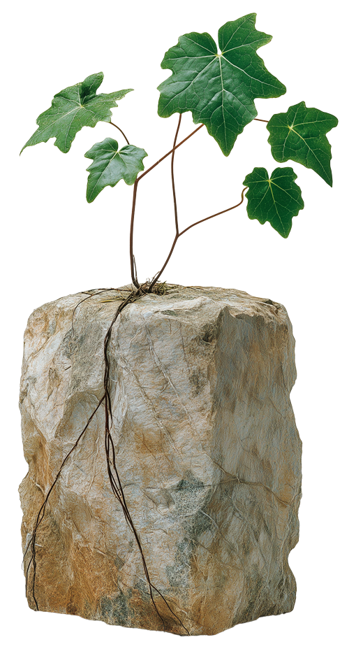 Efeu-waechst-ueber-einen-Stein