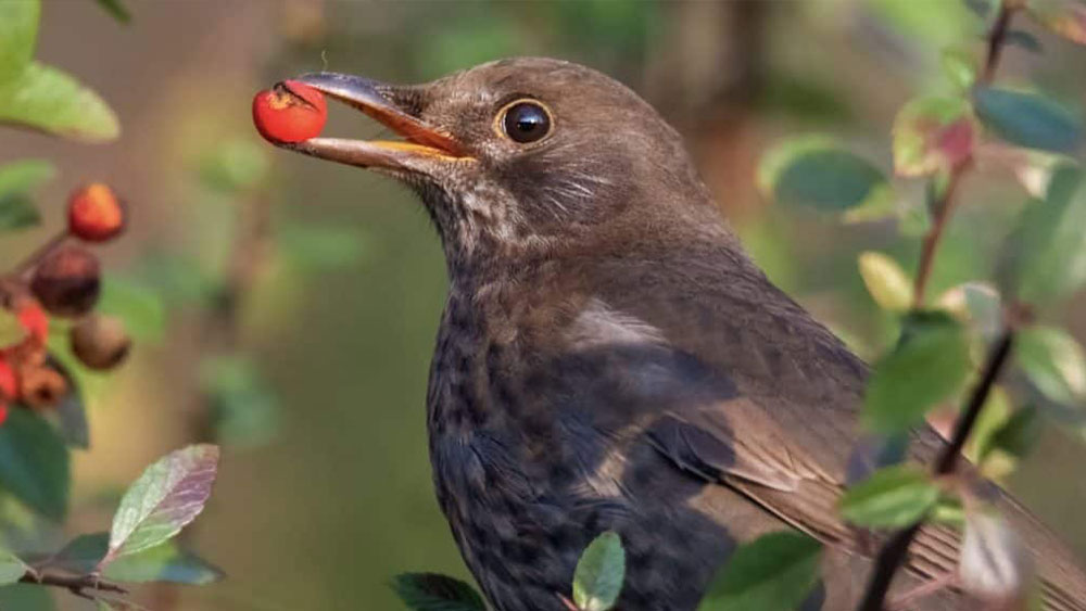 faq-nachhaltigkeit-03